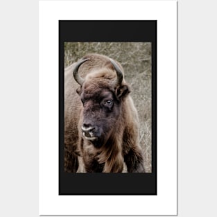 European bison portrait Posters and Art